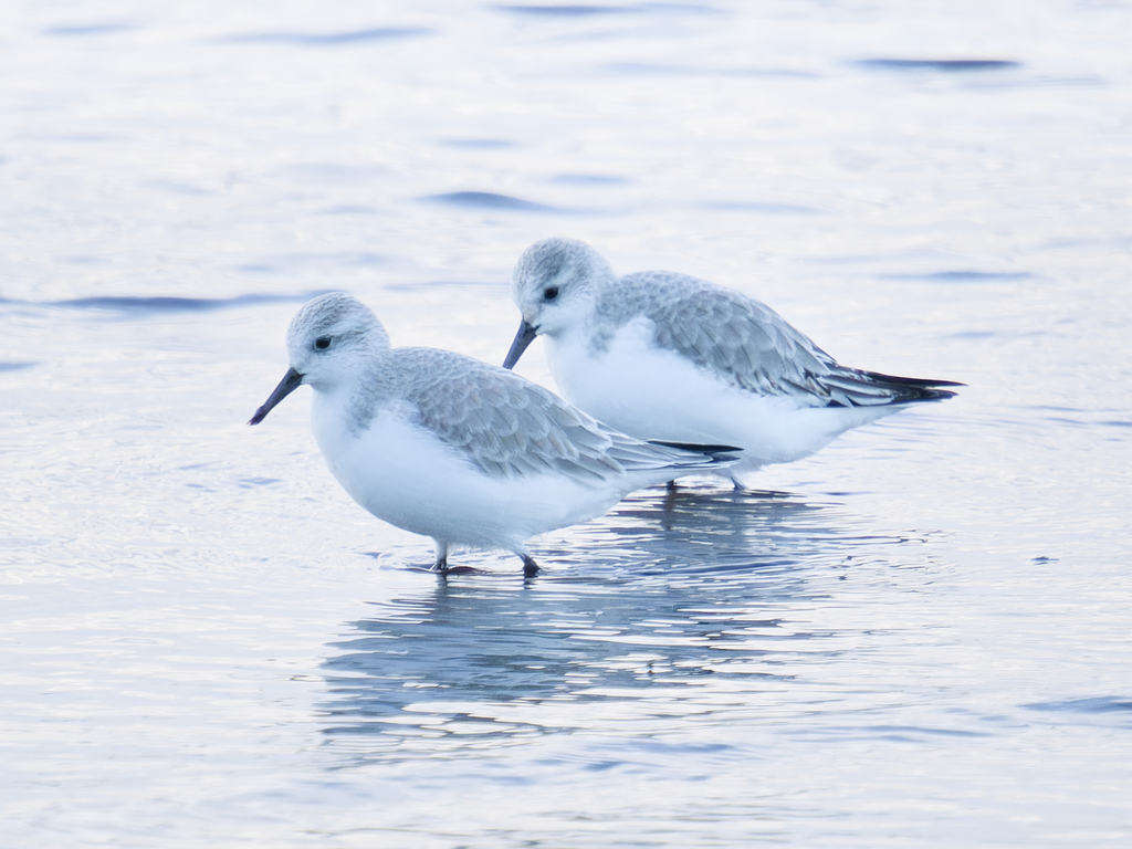 Sanderling